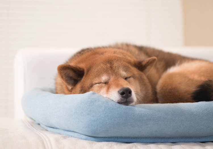 座布団の上で眠る子犬